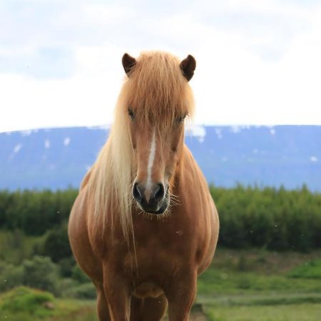Áshóll guesthouse - farmstay Akureyri Esterno foto